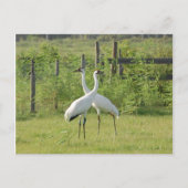 Paar van hele kranen briefkaart (Voorkant)