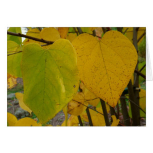 Paar van Herfst Redbud laat de herfst Fotografie
