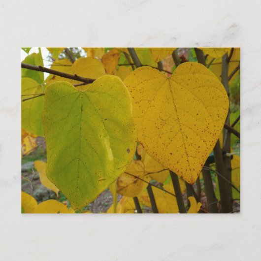 Paar van Herfst Redbud laat de herfst Fotografie Briefkaart (Voorkant)