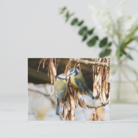 Paar van het Briefkaart van blauwe tit vogels (Staand voorkant)