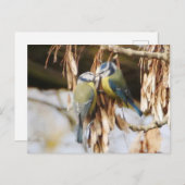 Paar van het Briefkaart van blauwe tit vogels (Voorkant / Achterkant)