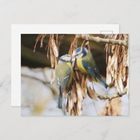 Paar van het Briefkaart van blauwe tit vogels (Voorkant / Achterkant)
