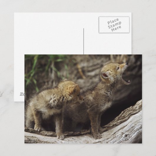 Paar van het Jonge Huilen van de Jongen van de Briefkaart (Voorkant / Achterkant)