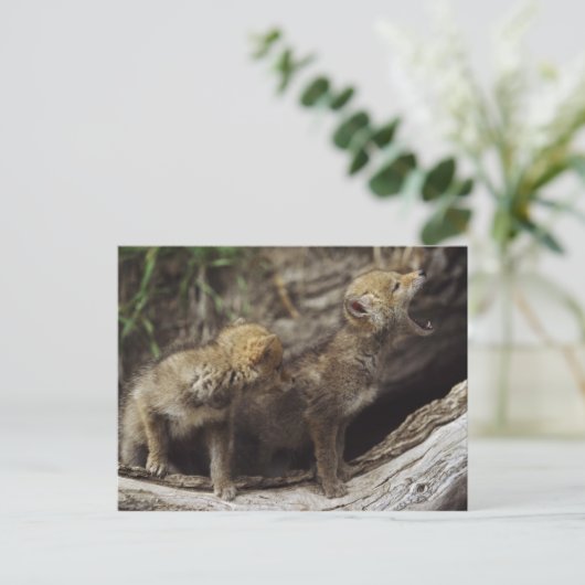 Paar van het Jonge Huilen van de Jongen van de Briefkaart (Staand voorkant)