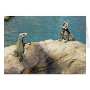 Paar van Iguanas Tropical Wildlife Photography