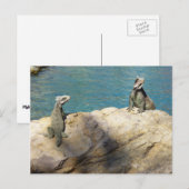 Paar van Iguanas Tropical Wildlife Photography Briefkaart (Voorkant / Achterkant)