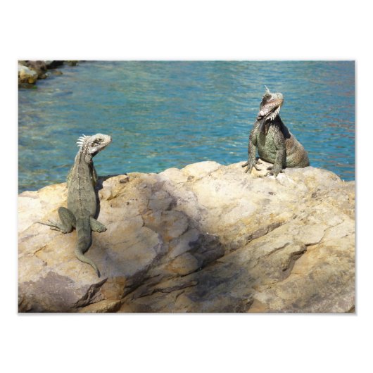 Paar van Iguanas Tropical Wildlife Photography Foto Afdruk (Voorkant)