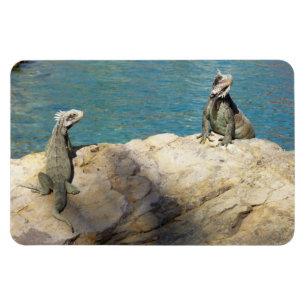 Paar van Iguanas Tropical Wildlife Photography Magneet
