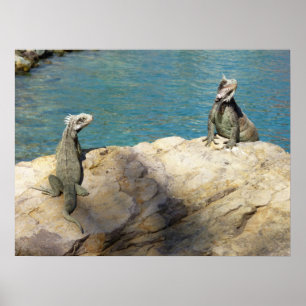 Paar van Iguanas Tropical Wildlife Photography Poster