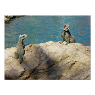 Paar van Iguanas Tropical Wildlife Photography Poster