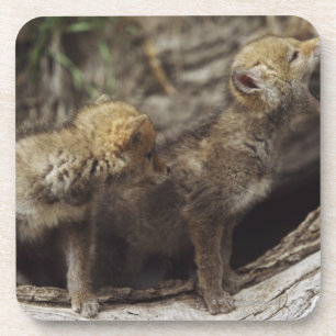Paar van jonge coyote pups drankjes onderzetter