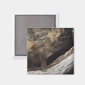 Paar van jonge coyote pups howling magneet (Voorkant / Achterkant)