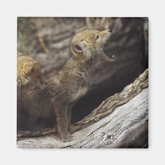 Paar van jonge coyote pups howling magneet (Voorkant)