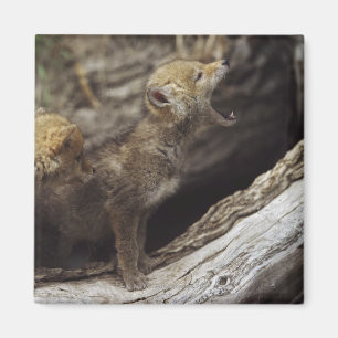 Paar van jonge coyote pups magneet