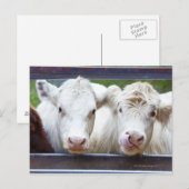 Paar van jonge witte koeien tijdens de vervoederin briefkaart (Voorkant / Achterkant)