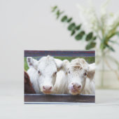 Paar van jonge witte koeien tijdens de vervoederin briefkaart (Staand voorkant)