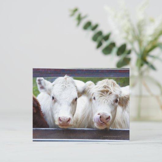 Paar van jonge witte koeien tijdens de vervoederin briefkaart (Staand voorkant)