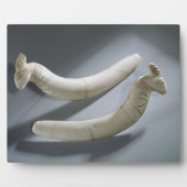 Paar van kastanjes, dunne periode (hippopotamus iv fotoplaat (Voorkant)