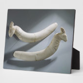 Paar van kastanjes, dunne periode (hippopotamus iv fotoplaat (Zijkant)