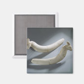 Paar van kastanjes, dunne periode (hippopotamus iv magneet (Voorkant / Achterkant)