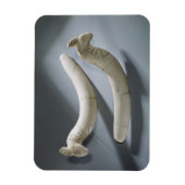 Paar van kastanjes, dunne periode (hippopotamus iv magneet (Verticaal)