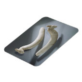 Paar van kastanjes, dunne periode (hippopotamus iv magneet (Linkerzijde)