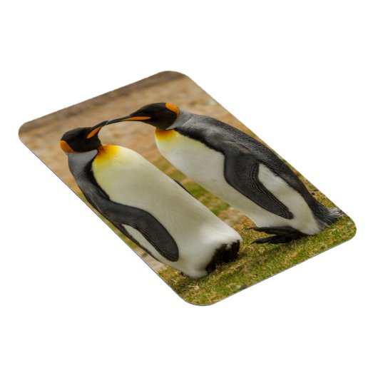 Paar van King Penguins, Falklands Magneet (Rechterzijde)