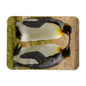 Paar van King Penguins, Falklands Magneet (Horizontaal)