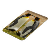 Paar van King Penguins, Falklands Magneet (Linkerzijde)