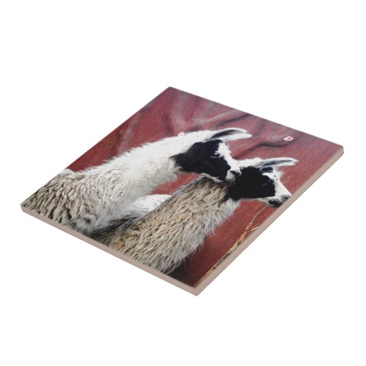 Paar van Llamas Tegeltje (Zijkant)