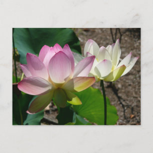 Paar van Lotus Flowers I Briefkaart