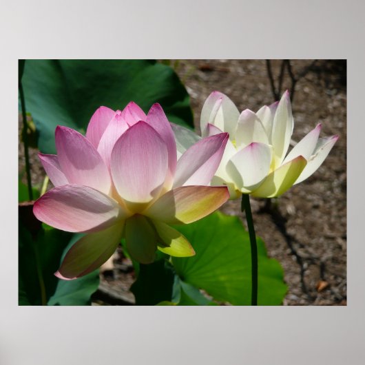 Paar van Lotus Flowers I Poster (Voorkant)