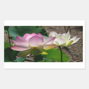 Paar van Lotus Flowers I Rechthoekige Sticker