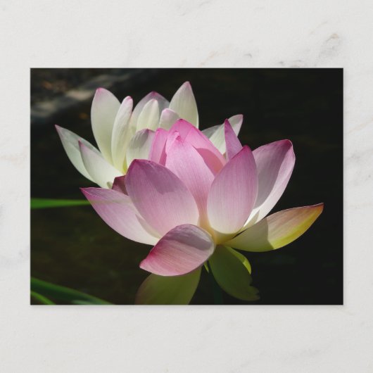 Paar van Lotus Flowers II Briefkaart (Voorkant)