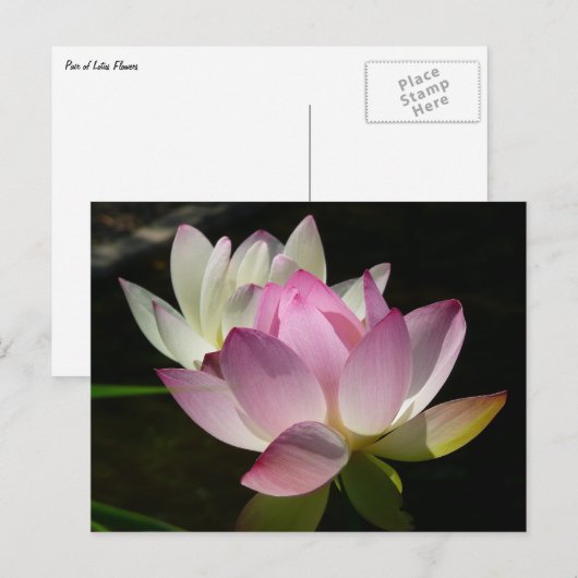 Paar van Lotus Flowers II Briefkaart (Voorkant / Achterkant)