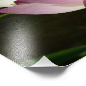 Paar van Lotus Flowers II Foto Afdruk (Hoek)