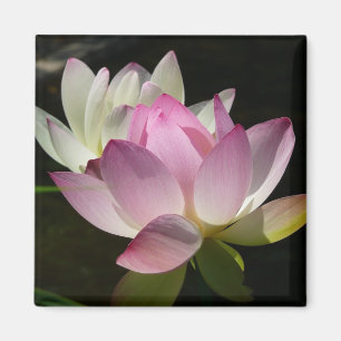 Paar van Lotus Flowers II Magneet