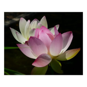 Paar van Lotus Flowers II Perfect Poster