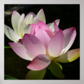 Paar van Lotus Flowers II Poster (Voorkant)