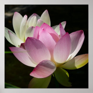 Paar van Lotus Flowers II Poster