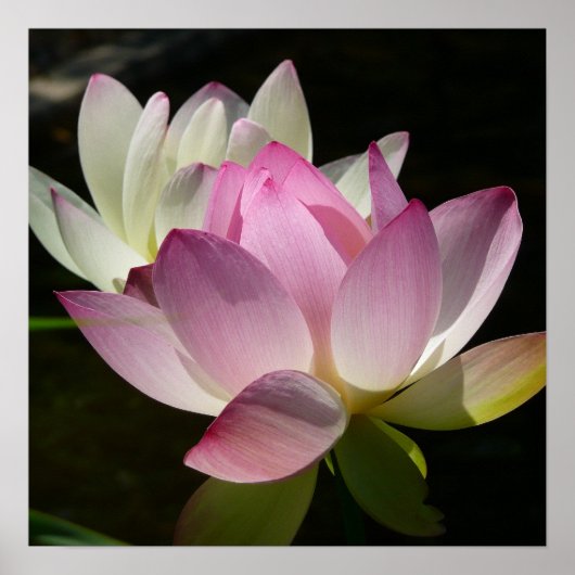 Paar van Lotus Flowers II Poster (Voorkant)