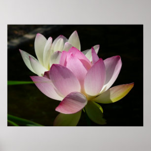 Paar van Lotus Flowers II Poster