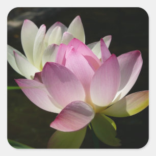 Paar van Lotus Flowers II Vierkante Sticker