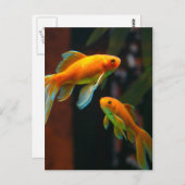 Paar van Lucky Goldfish Briefkaart (Voorkant / Achterkant)
