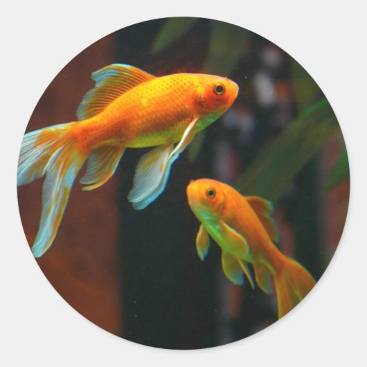 Paar van Lucky Goldfish Ronde Sticker (Voorkant)