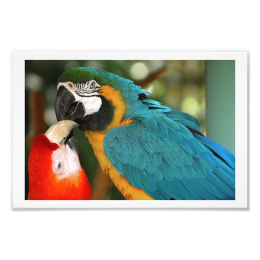 Paar van Macaws Kissing Foto Afdruk (Voorkant)