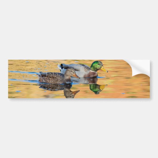 Paar van Mallards Bumpersticker (Voorkant)