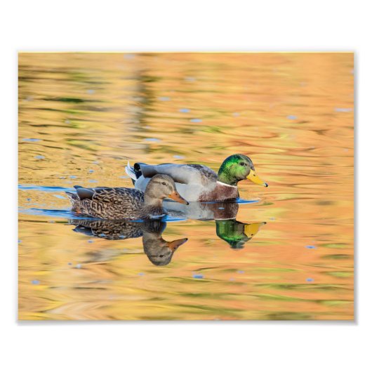 Paar van Mallards Foto Afdruk (Voorkant)