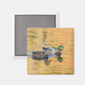 Paar van Mallards Magneet (Voorkant / Achterkant)