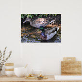 Paar van Mated Mallards Poster (Keuken)